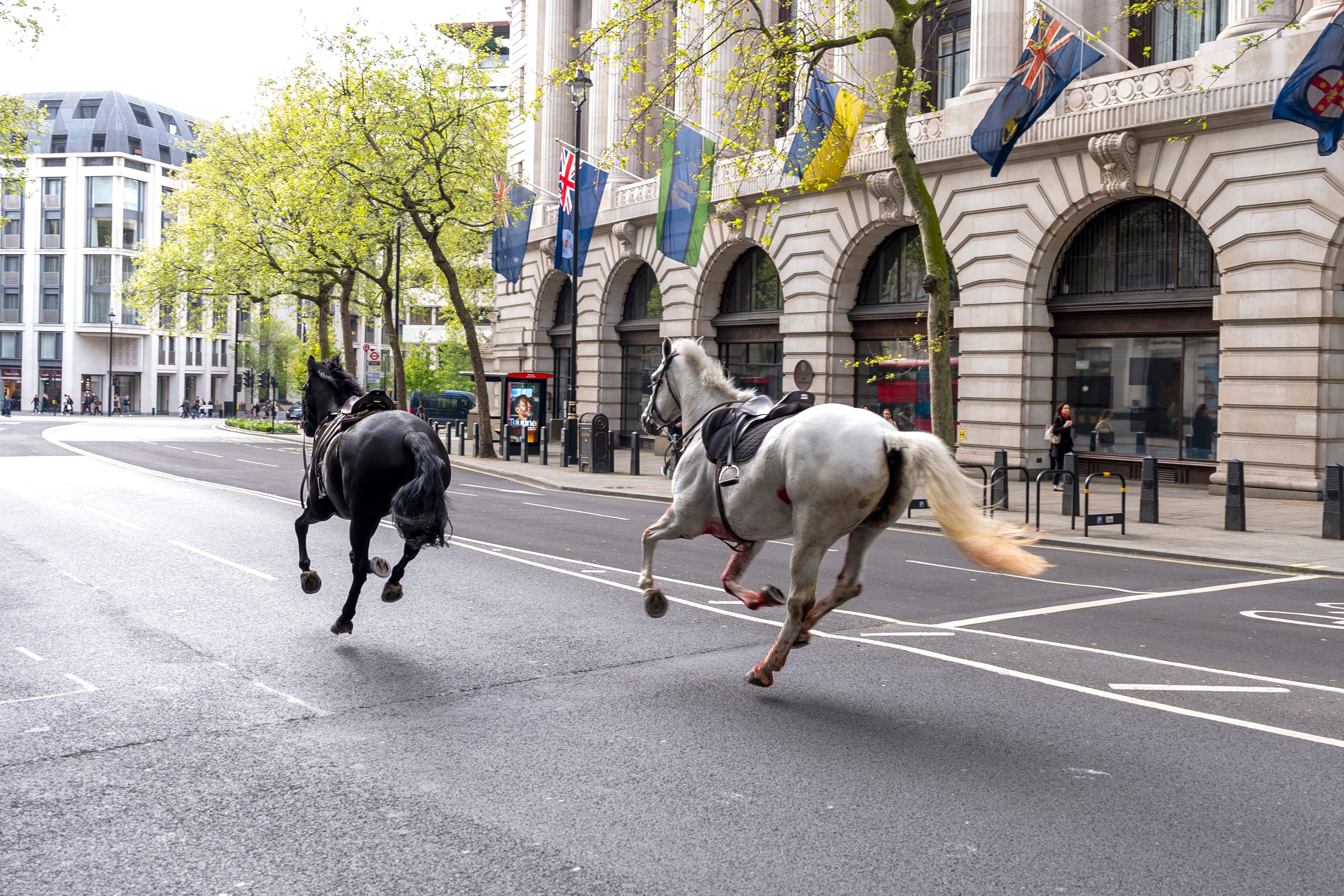 The horses were said to have become spooked during a training exercise in Whitehall