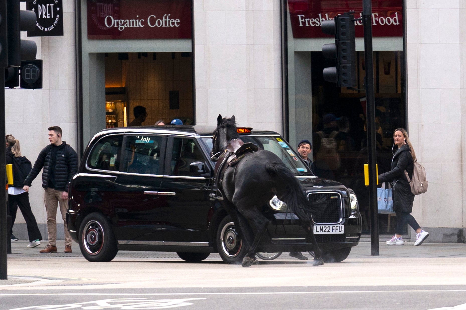 A black horse collides with a London Taxi after bolting down the A4 near Aldwych