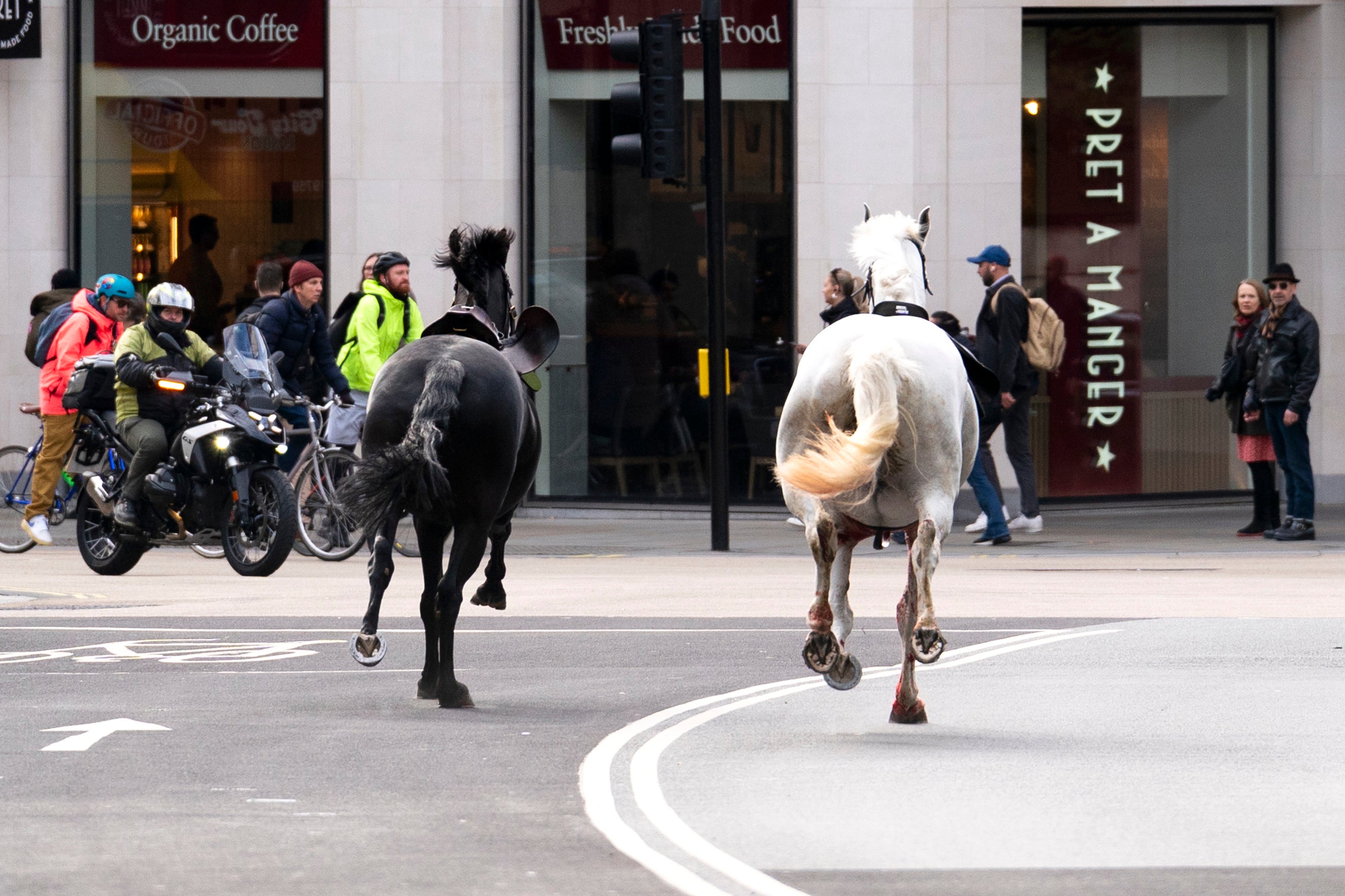 Two horses seen dashing through the streets of central London
