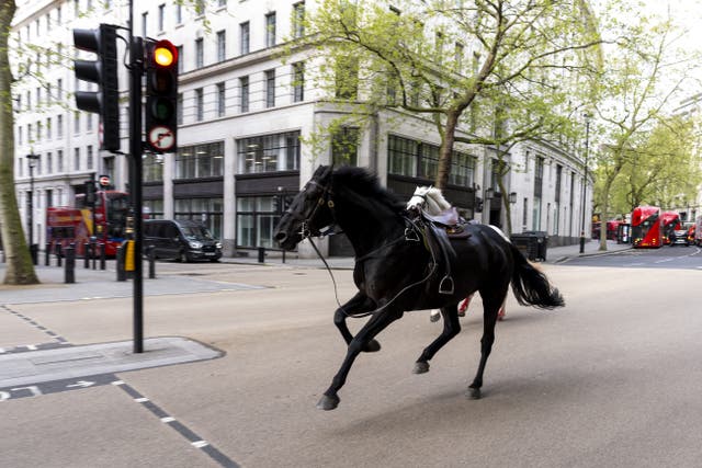 <p>A number of horses bolted through the streets of central London on Wednesday morning (Jordan Pettitt/PA)</p>