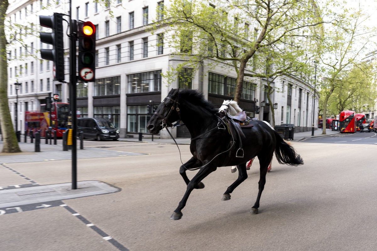 Witness recalls chaos as blood-soaked horses ran loose through London