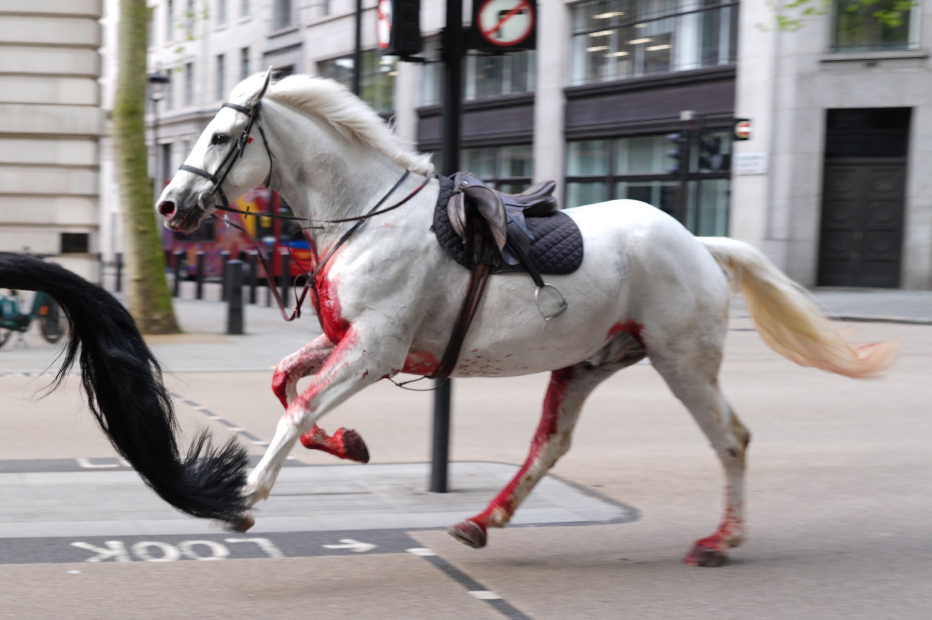 A horse splattered in blood seen running through the street