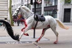 Blood-soaked cavalry horses running through London is the perfect way to sum up 2024
