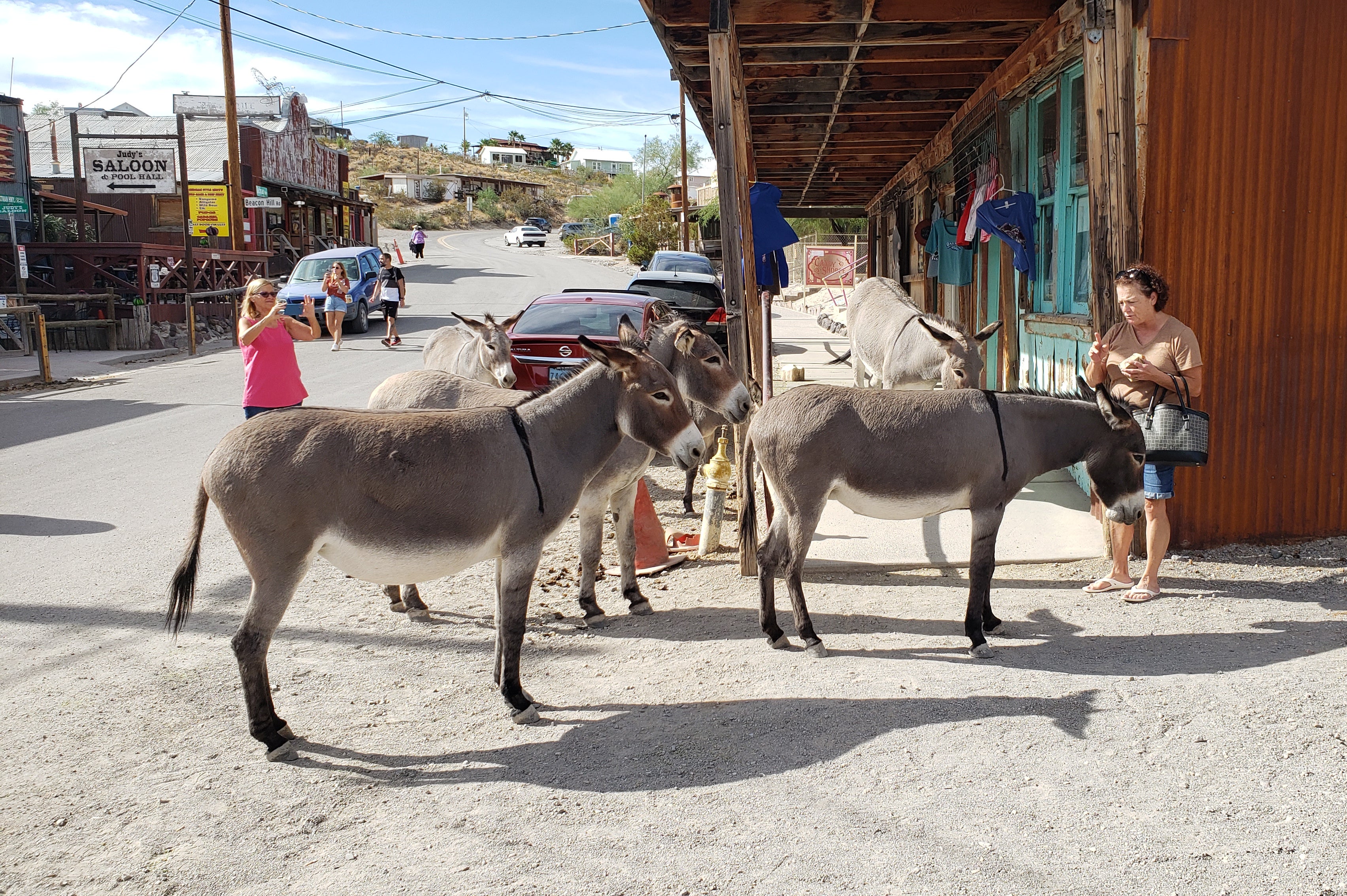 The dangerous dog-scalping burros of Oatman