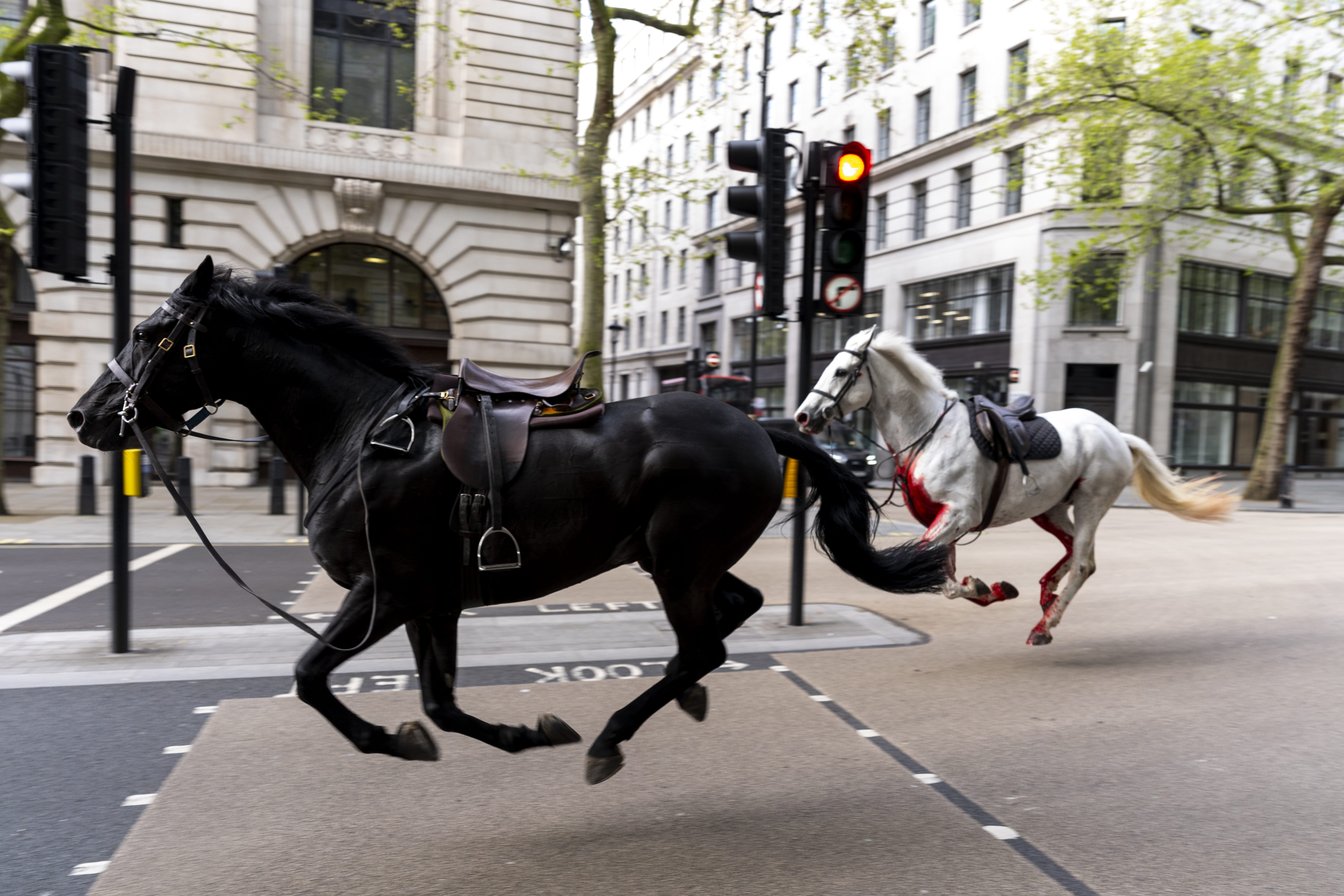 One of the horses was covered in blood as two of the animals galloped in the road near Aldwych (Jordan Pettitt/PA)