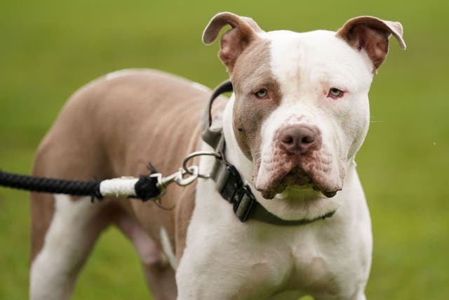 <p>XL bully dogs were added to the list of prohibited breeds under the Dangerous Dogs Act following a spate of attacks (Jacob King/PA)</p>