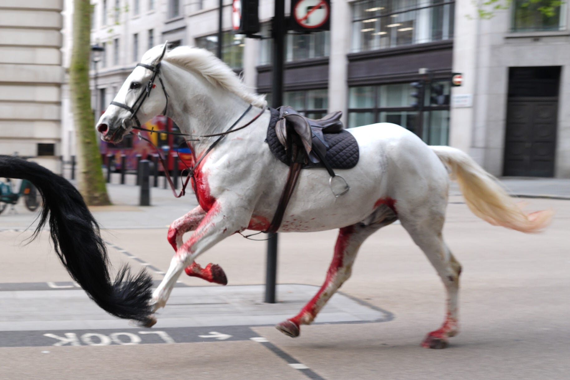 Military horses caused chaos in central London after they were spooked by builders moving rubble