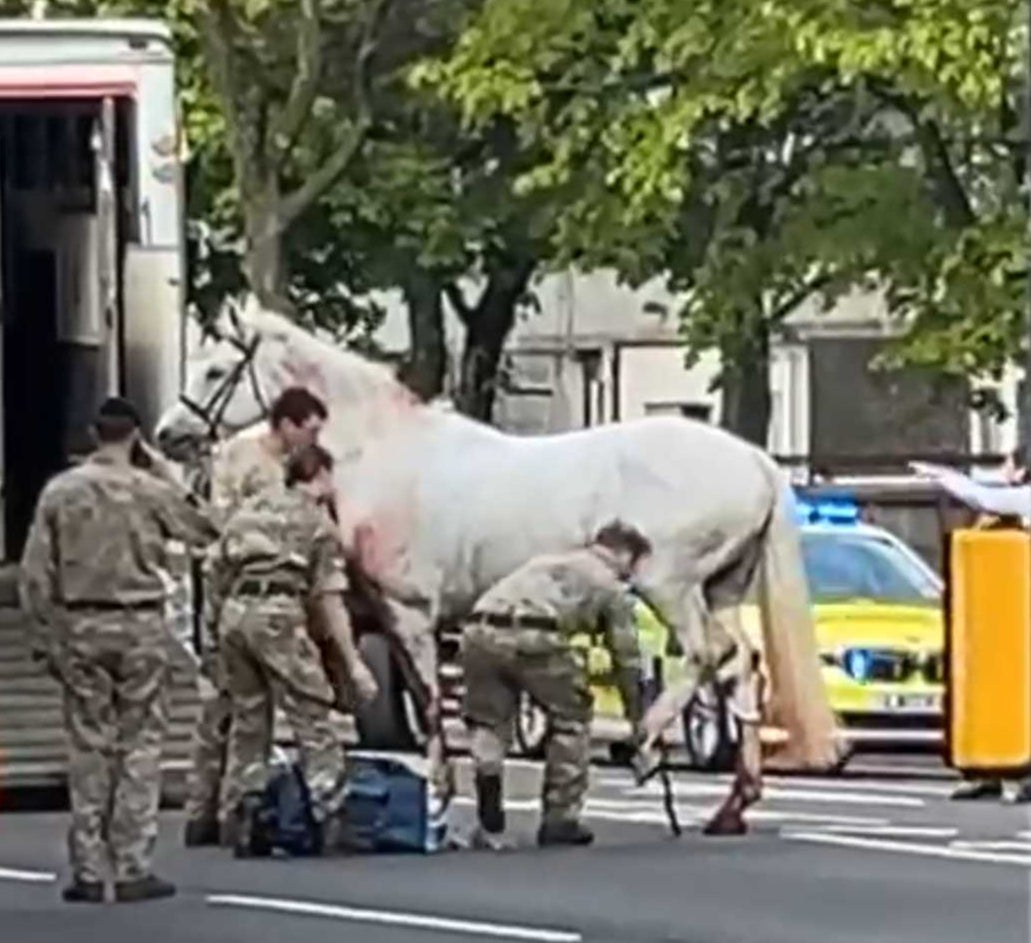 Horse appears to have injured its leg