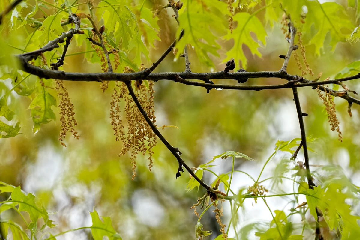 Allergies can make you miserable. Here's how to track pollen levels near you