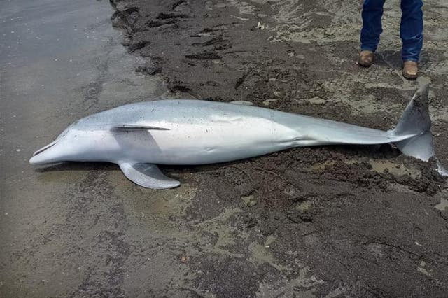 <p>A dolphin was found with multiple gunshot wounds on West Mae’s Beach in Louisiana on 13 March 2024</p>