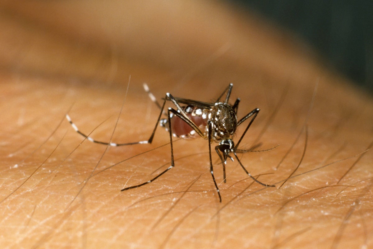 The World Health Organization gives green light to new dengue vaccine