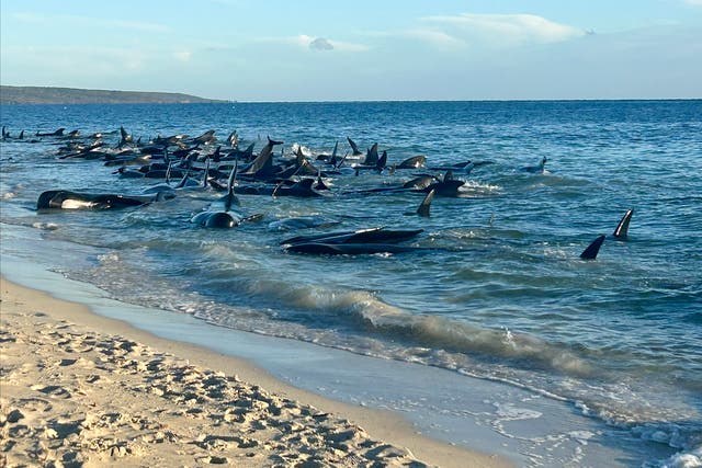 <p>Pod of pilot whales stranded on a beach at Toby’s Inlet in Western Australia</p>
