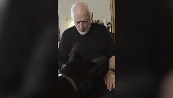 <p>Pink Floyd: David Gilmour’s dog dances in video announcing singer’s new album.</p>