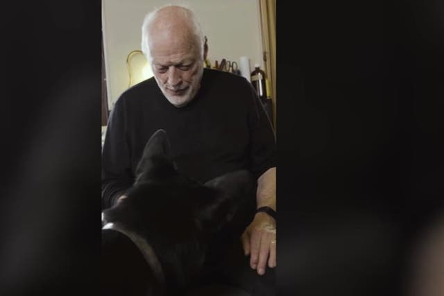 <p>Pink Floyd: David Gilmour’s dog dances in video announcing singer’s new album.</p>