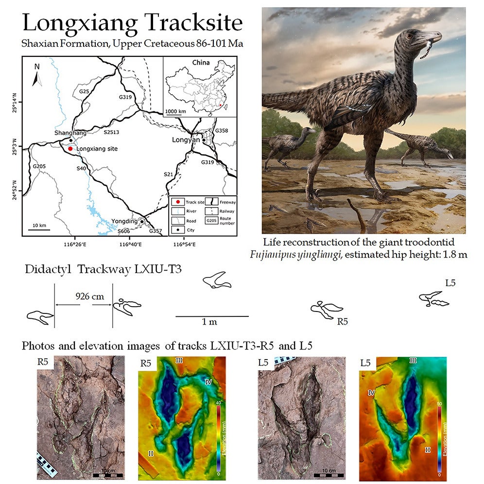 Fossil footprints of megaraptor uncovered in China