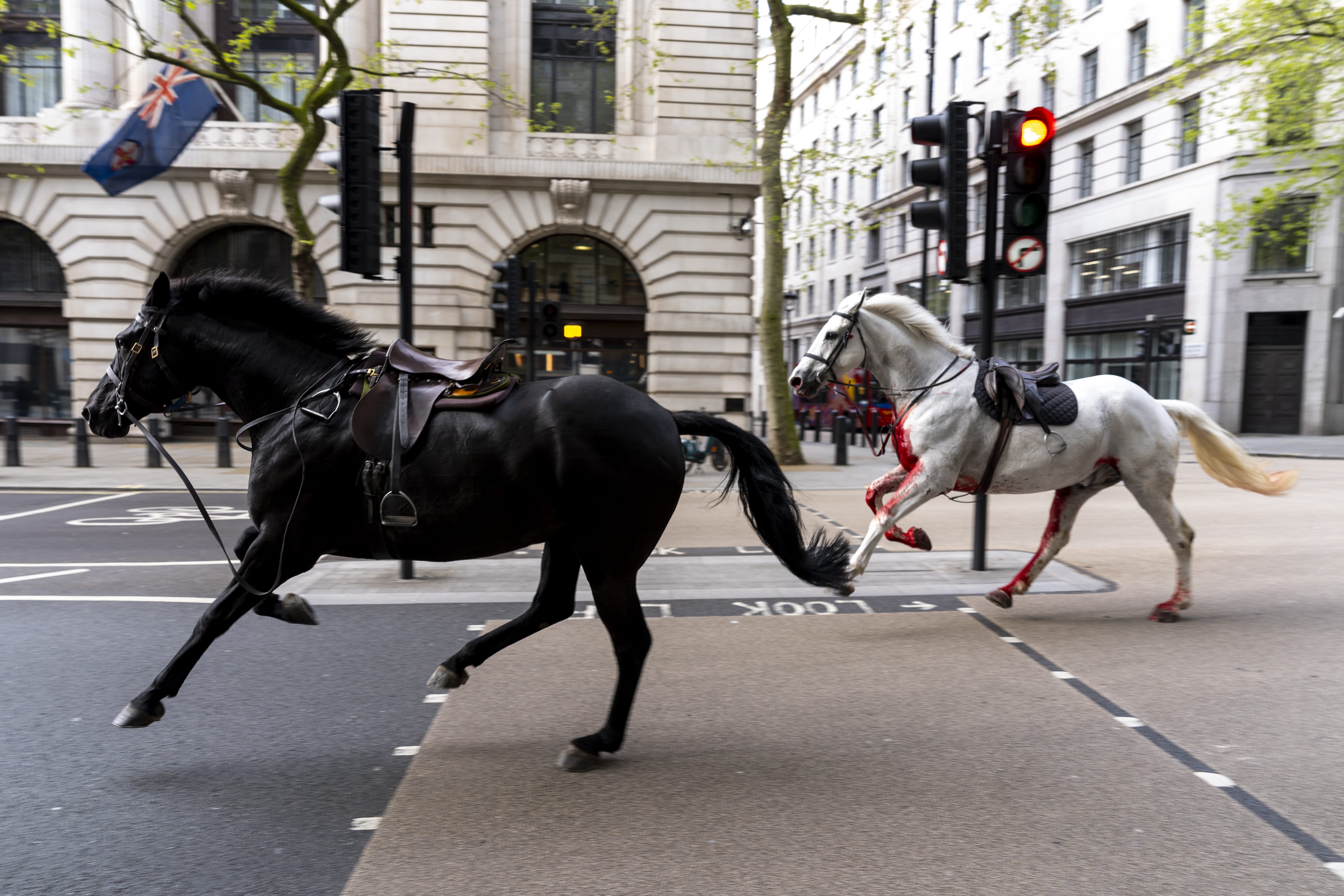 Two military horses on the loose bolt through the streets of London near Aldwych