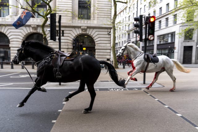 <p>Two military horses on the loose bolt through the streets of London near Aldwych on Wednesday (Jordan Pettitt/PA)</p>
