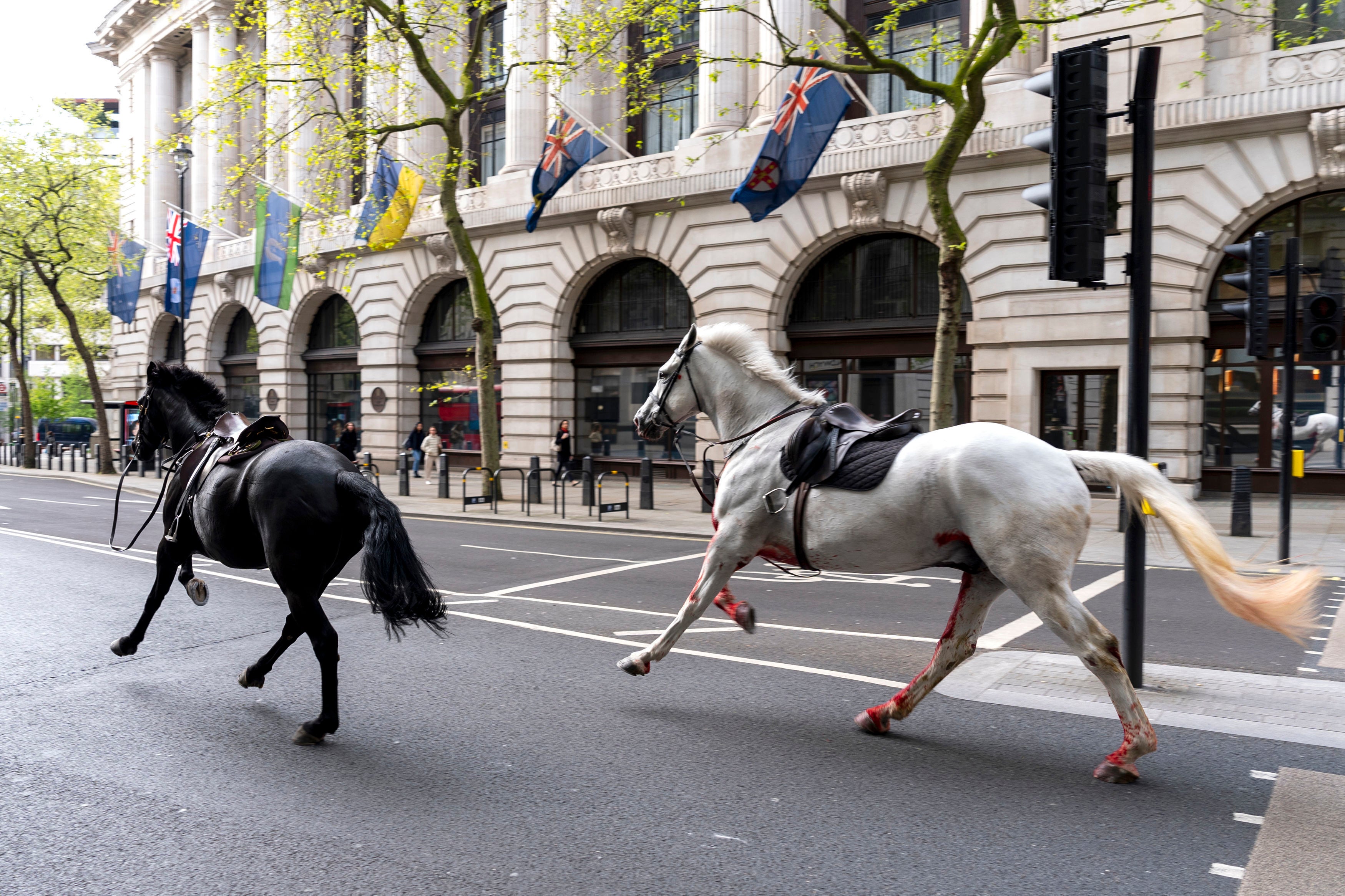 LONDRES-CABALLOS SUELTOS