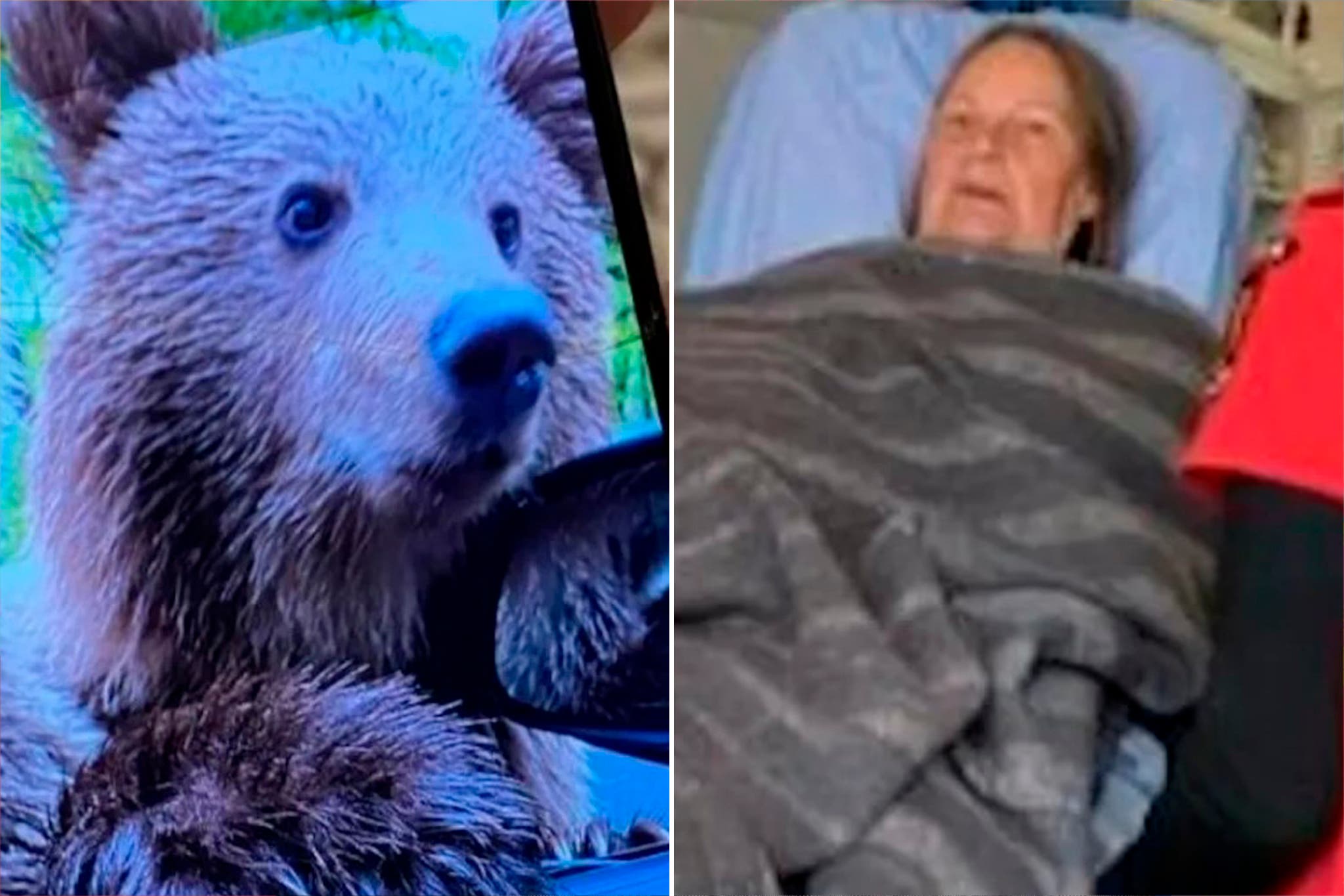 British tourist, 72, mauled by bear after rolling down car window to take photo with it - Vimarsana News