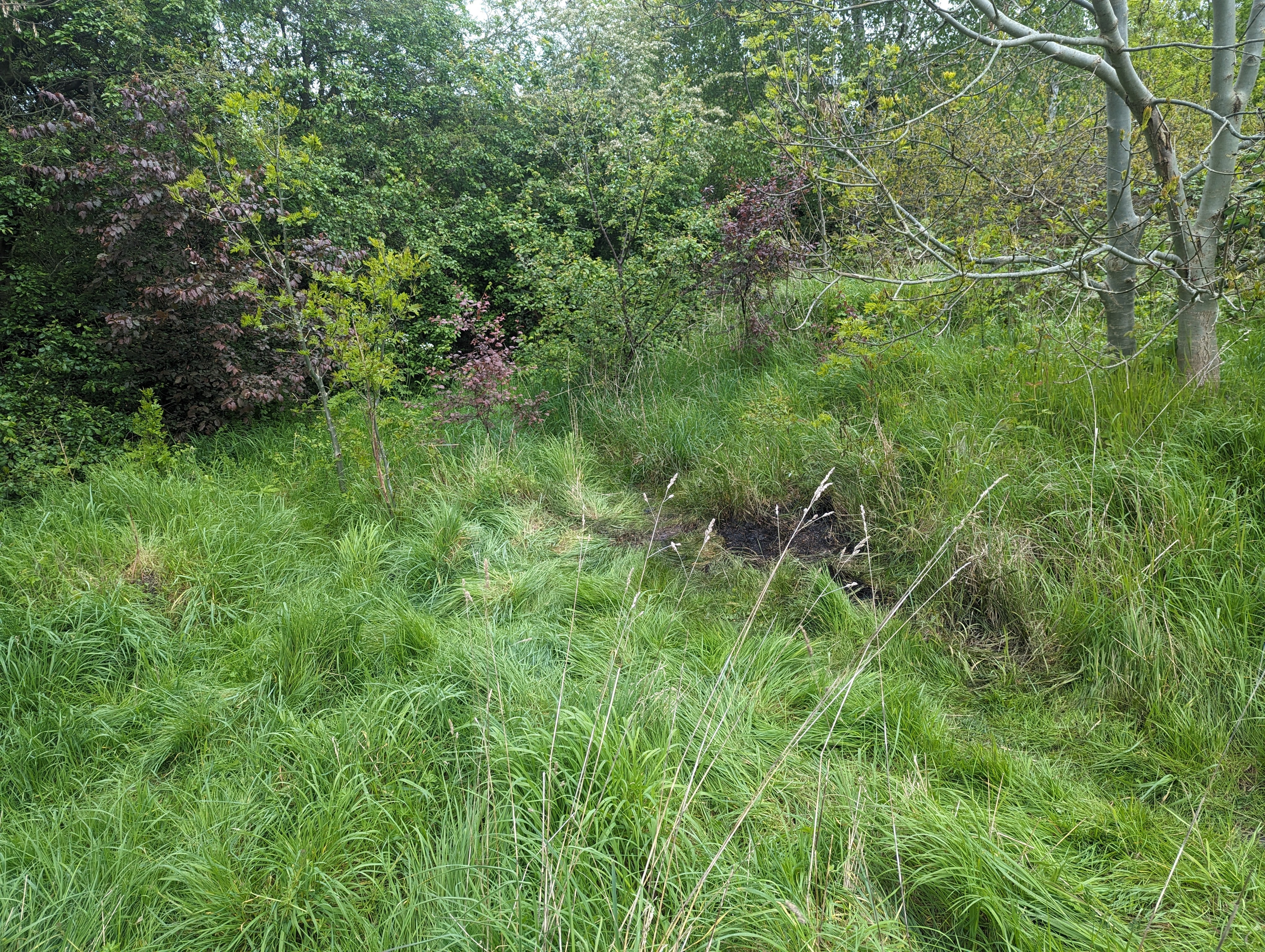 Burnt grass where the mutilated bully dog was discovered in north London