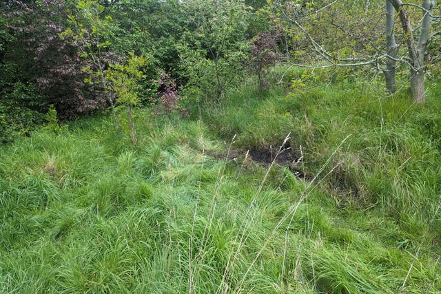 <p>Burnt grass where the mutilated bully dog was discovered in north London</p>