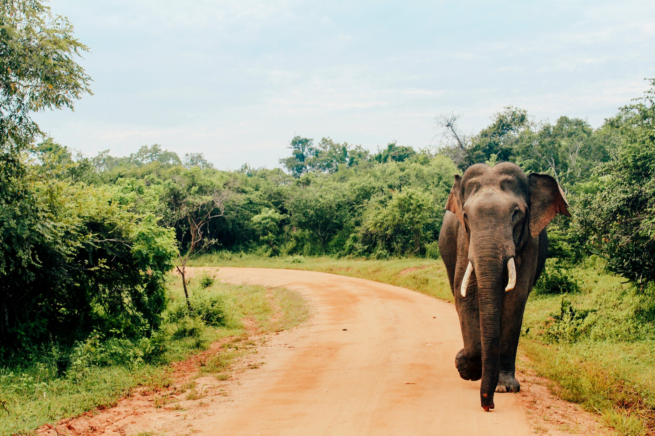 Yala National Park in Tissamaharama is the perfect place to spot Sri Lankan elephants