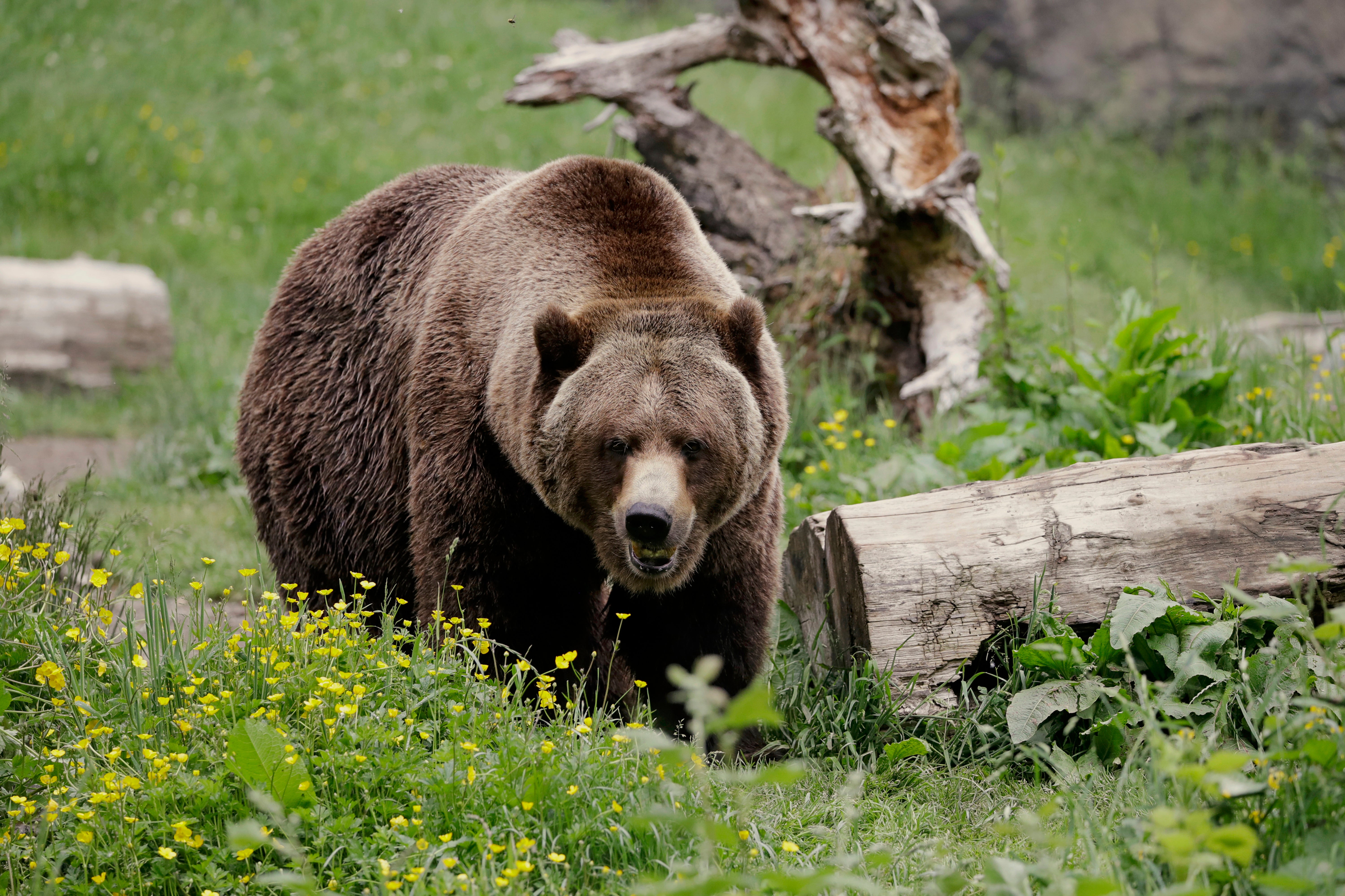 Grizzly bears are set to be reintroduced in the North Cascades, Washington