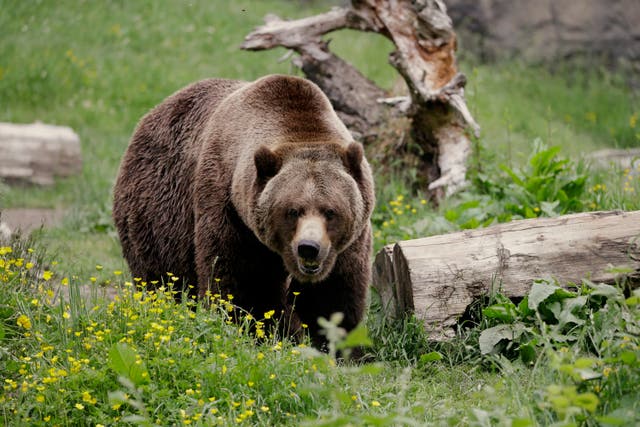 <p>Grizzly bears are set to be reintroduced in the North Cascades, Washington</p>