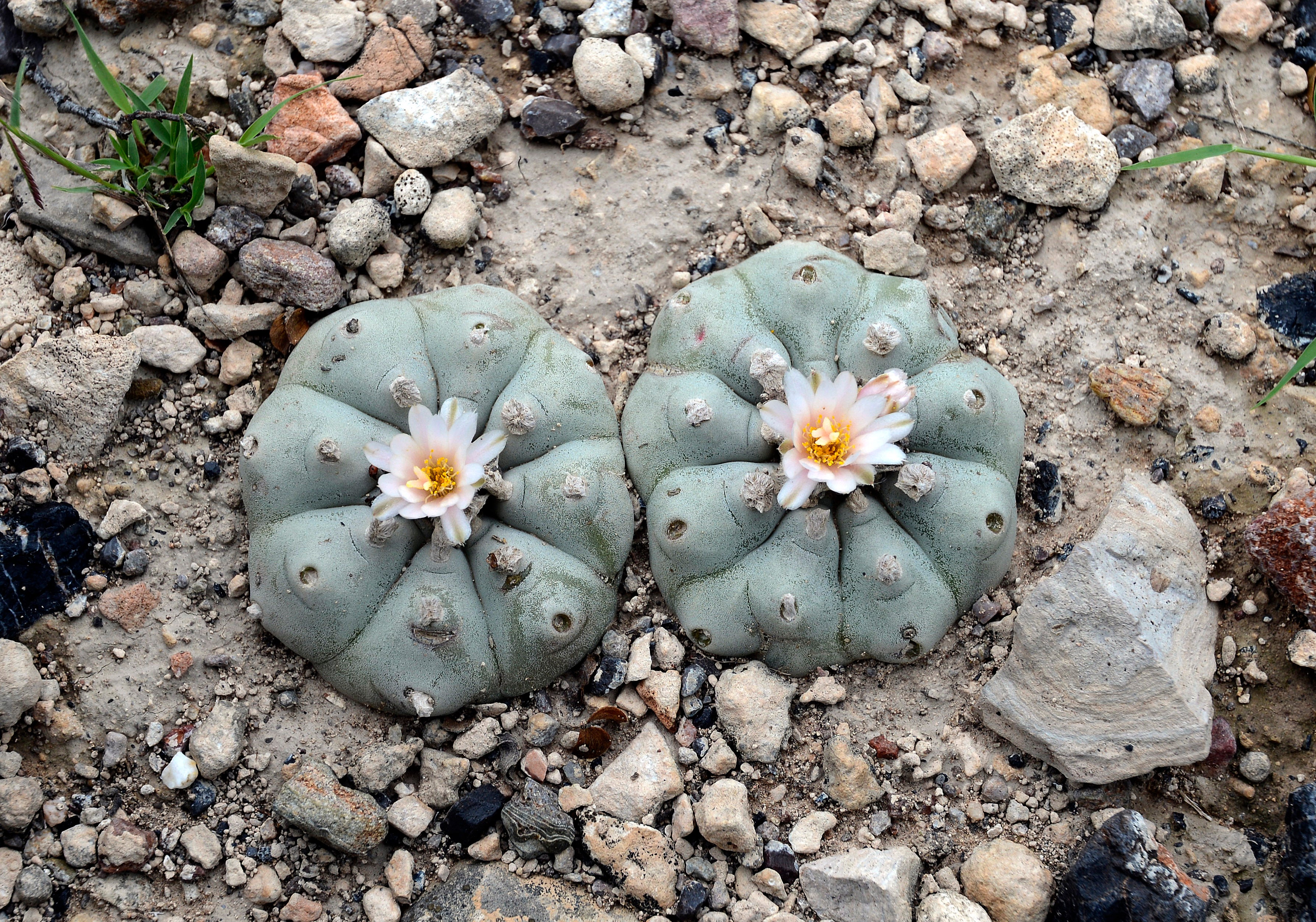 View of peyote cactus, which contains psychoactive properties such as mecaline, and has been used in indigenous communities for over 5,000 years.