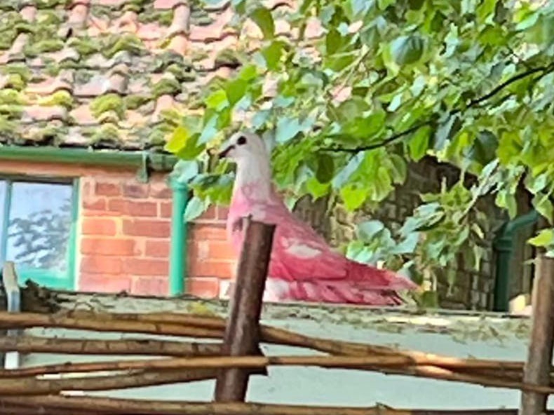 Farmer Kate Lamont said she was surprised on seeing a pink pigeon at her farm in Exmouth last year
