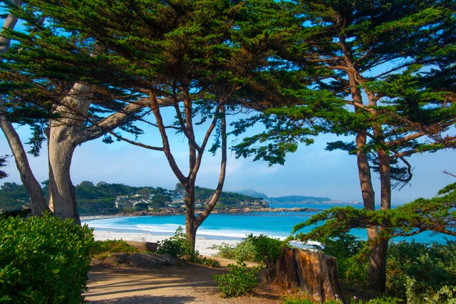 <p>Monterey Cypress trees fringe Carmel Beach  </p>