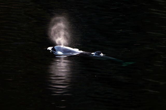 CANADÁ-ORCA ATRAPADA