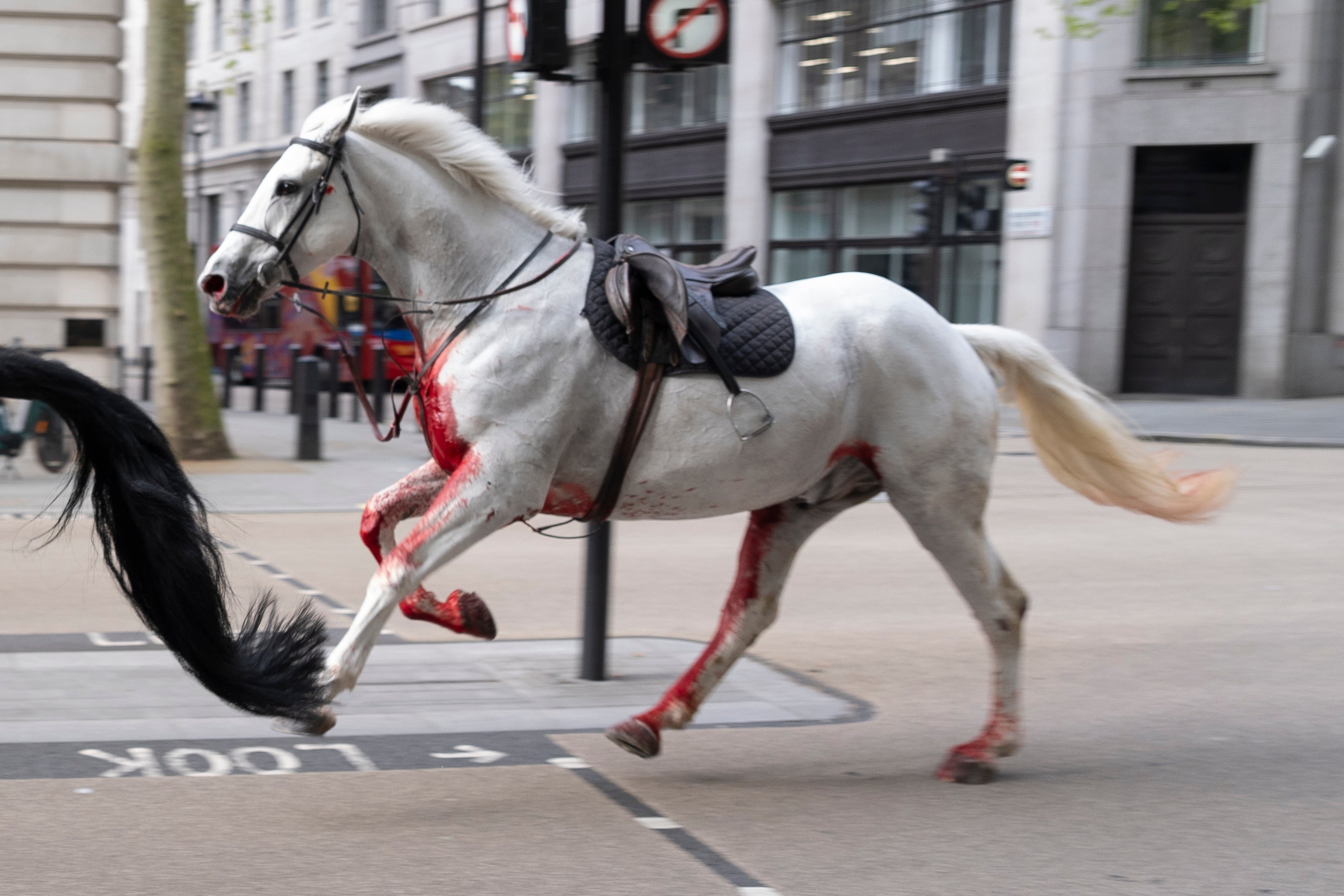 Bloodied Household Cavalry horse runs through London