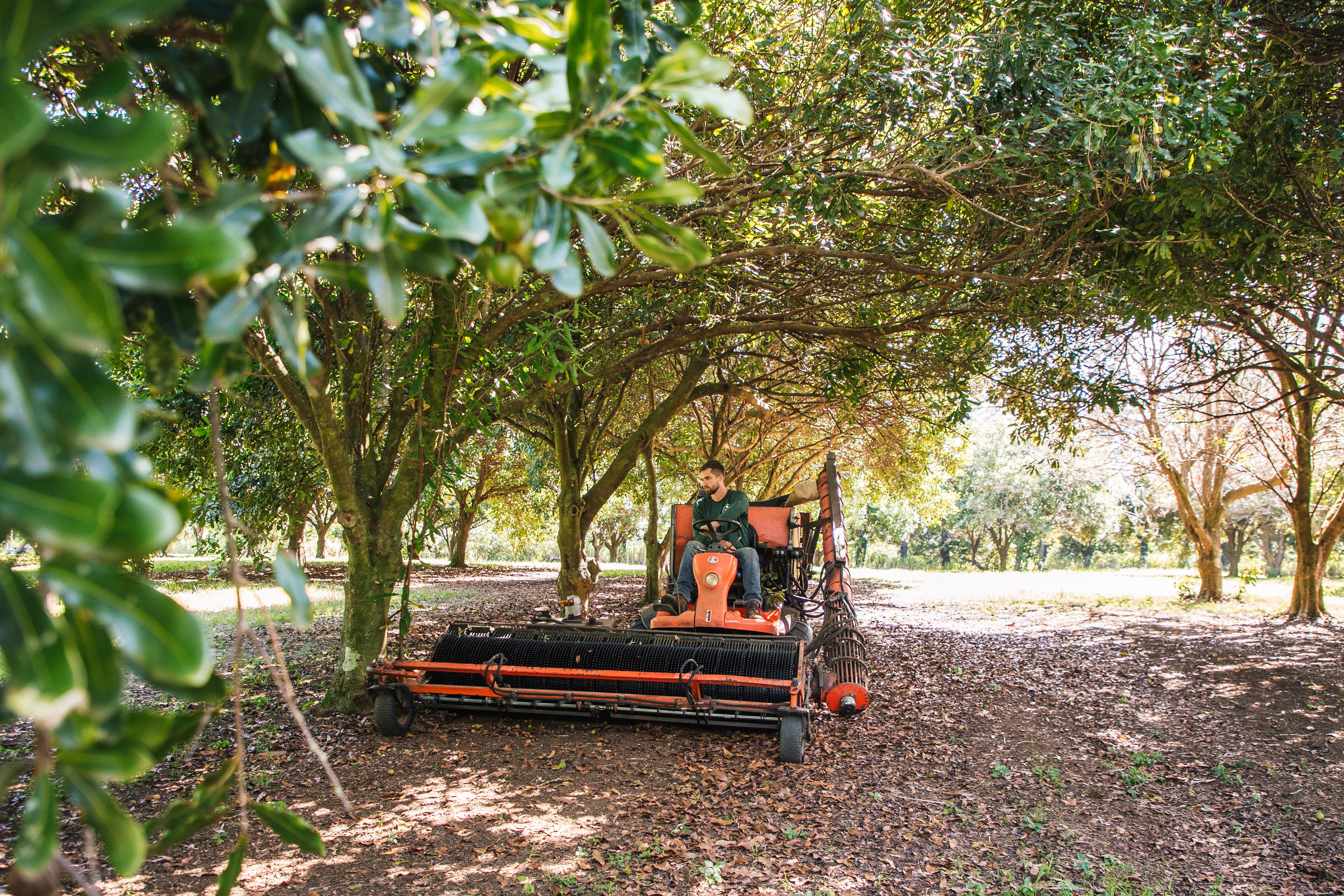 Hawaii Macadamia Nuts