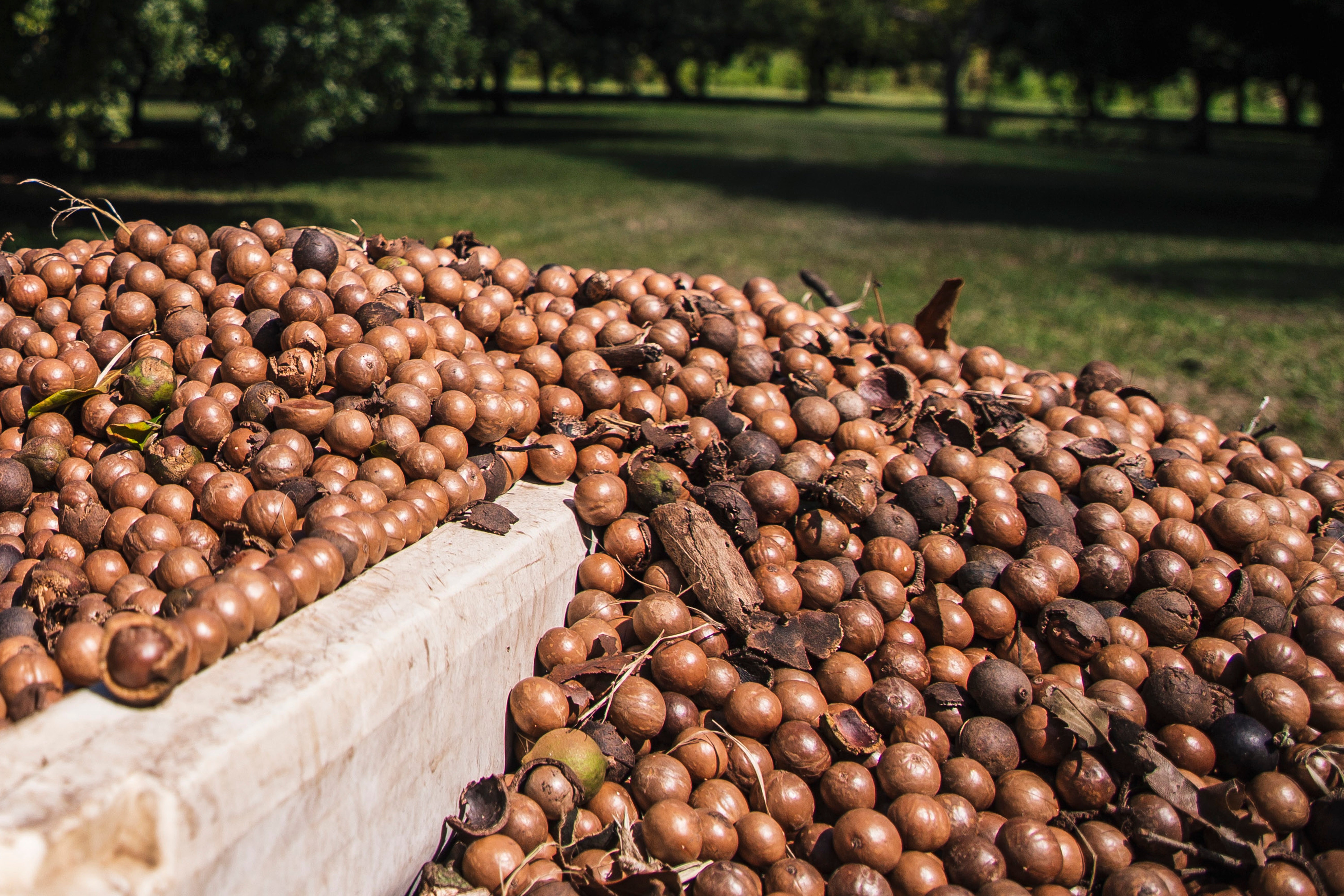Hawaii Macadamia Nuts
