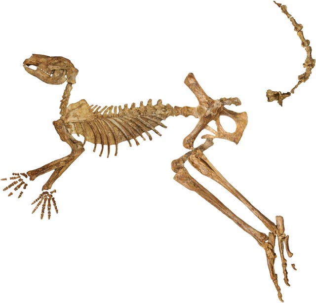 <p>Fossil skeleton of the extinct giant kangaroo Protemnodon viator found at Lake Callabonna</p>