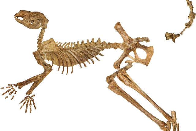 <p>Fossil skeleton of the extinct giant kangaroo Protemnodon viator found at Lake Callabonna</p>