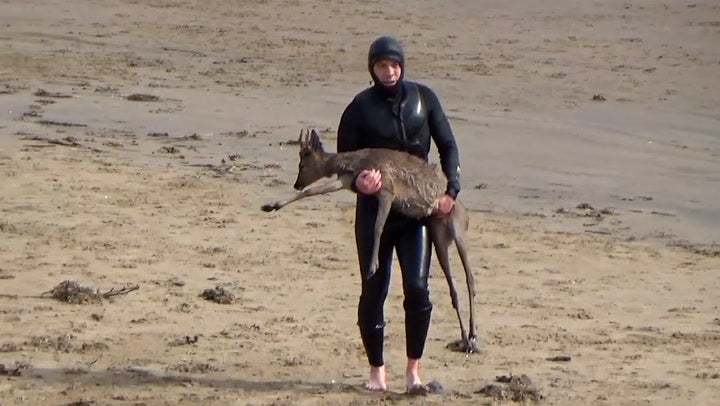<p>Deer gets stranded in sea after being chased by dog before paddleboarder comes to rescue.</p>