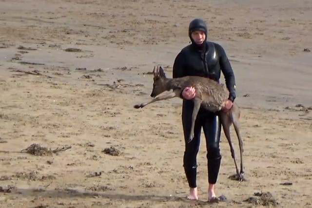<p>Deer gets stranded in sea after being chased by dog before paddleboarder comes to rescue.</p>