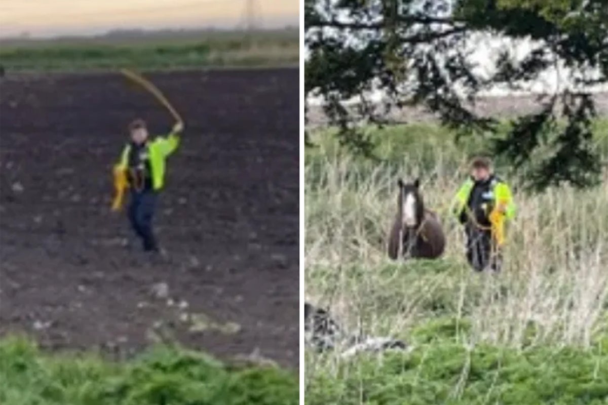 Quick-thinking police officer catches galloping horse with lasso