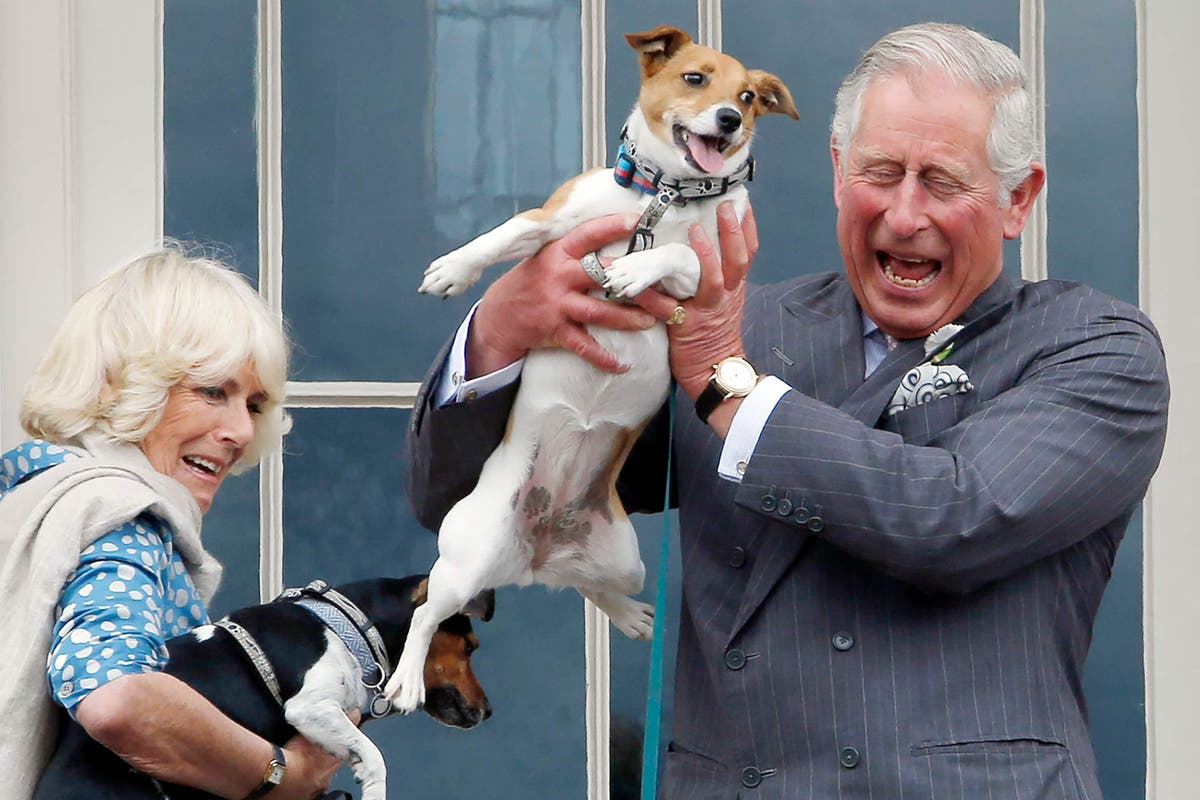 Camilla’s dogs to appear in sculpture form at first Highgrove shop at Chelsea