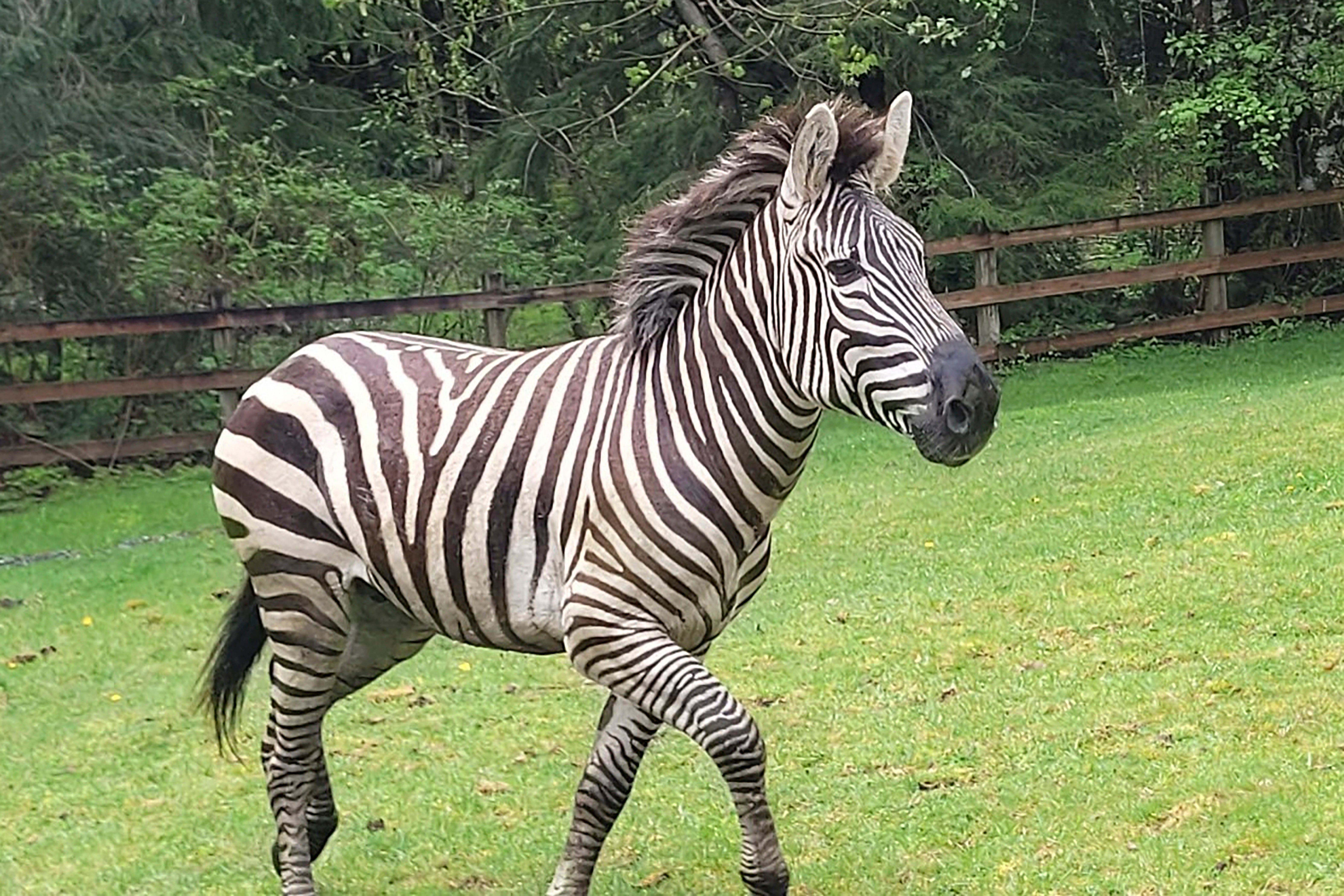 One zebra remains on the loose after their owner pulled over near I-90 to fix a mat in their trailer, leaving four of the animals to bolt off