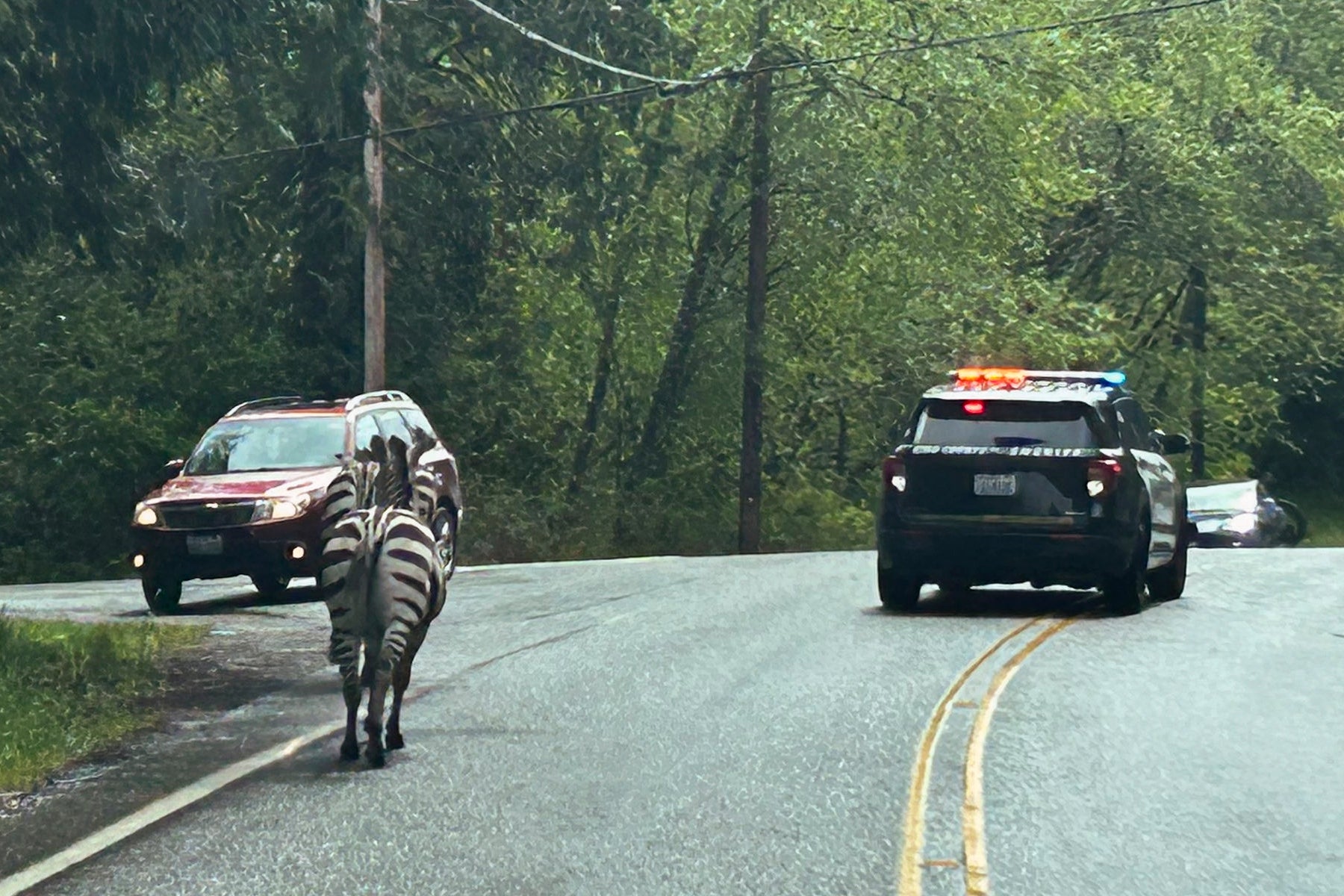 One zebra trotting up the highway after it escaped on Sunday