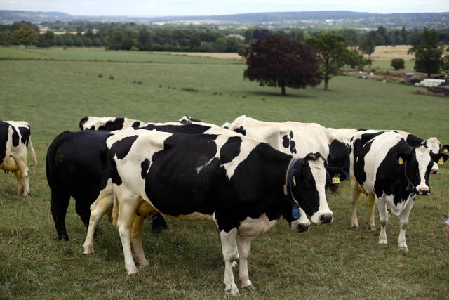 Peers have issued a warning over the supply of veterinary medicines into Northern Ireland (Steve Parsons/PA)