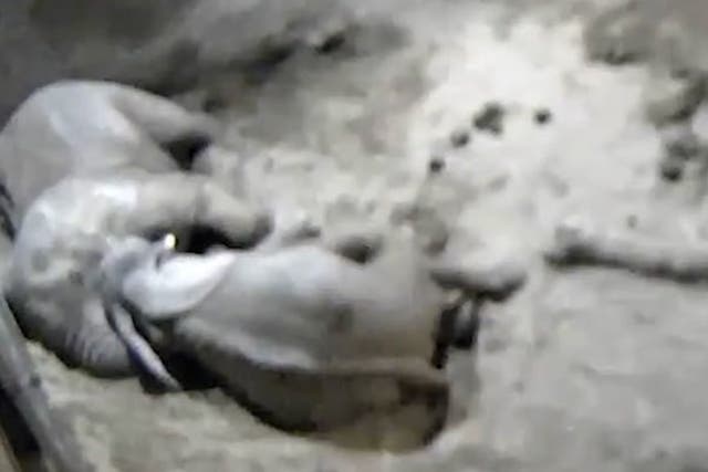 <p>CCTV footage of cuddling elephants gives insight into sleeping habits.</p>