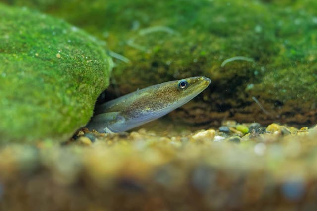 European eel is listed as critically endangered in the IUCN Red List of Threatened Species (Alamy)