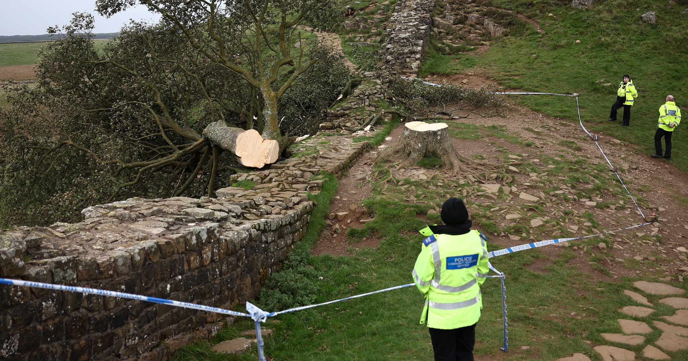 Reports first emerged that the tree had been felled overnight on 27 September