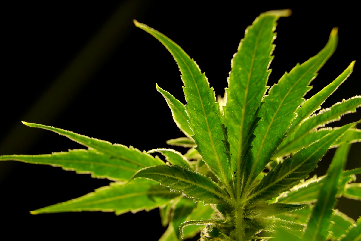 Biden administration moves to reclassify marijuana as a ‘less dangerous drug’