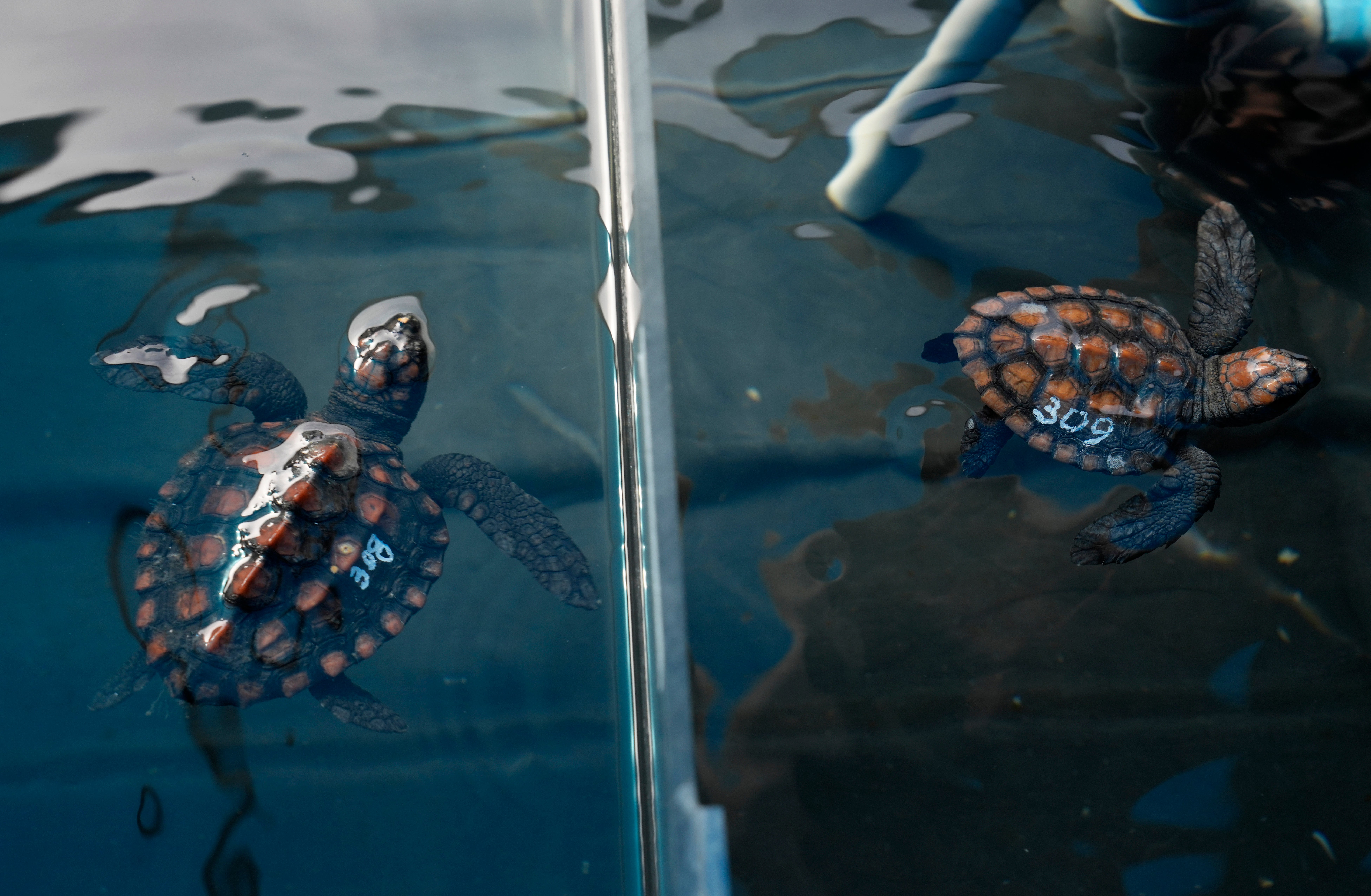 South Africa Baby Turtles Rescued