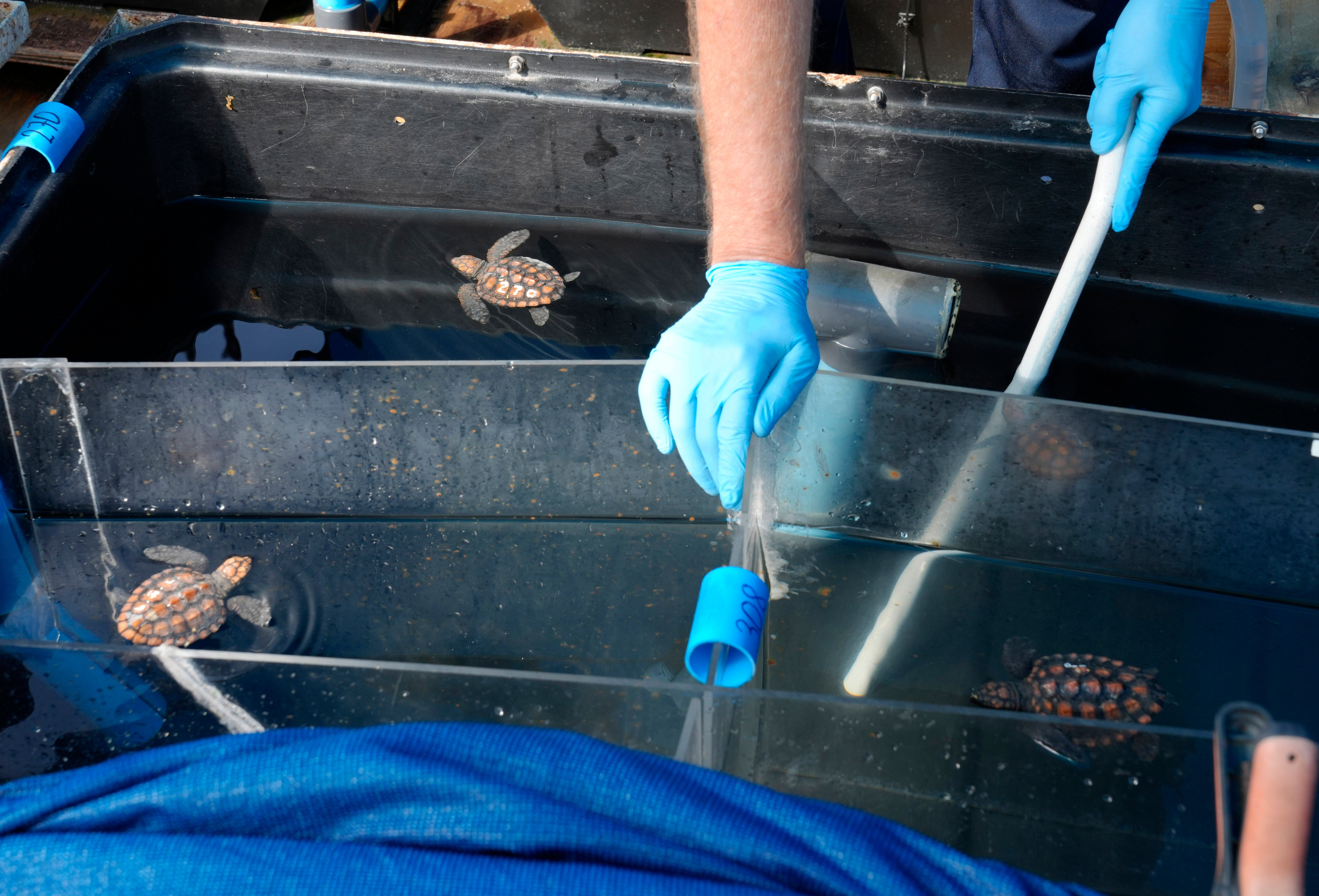 South Africa Baby Turtles Rescued
